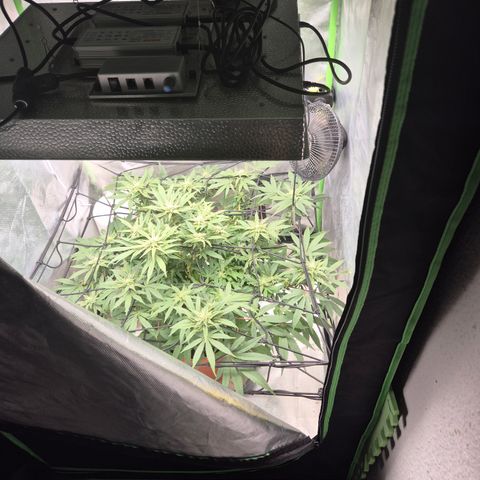 Mimosa evo Photo ♥️ Barney's Farm  growlog timeline photo