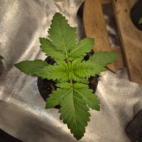 Black Domina 💃 growlog timeline photo