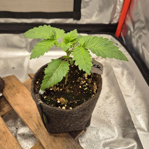 Moby 🍆  growlog timeline photo