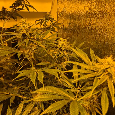 🍍Anna  #1 amnesia lemon  growlog timeline photo