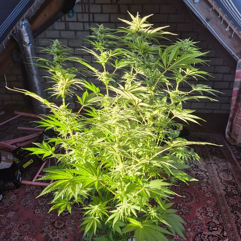DieAnnas  #2 amnesia lemon/ungedämmter Dachboden growlog timeline photo