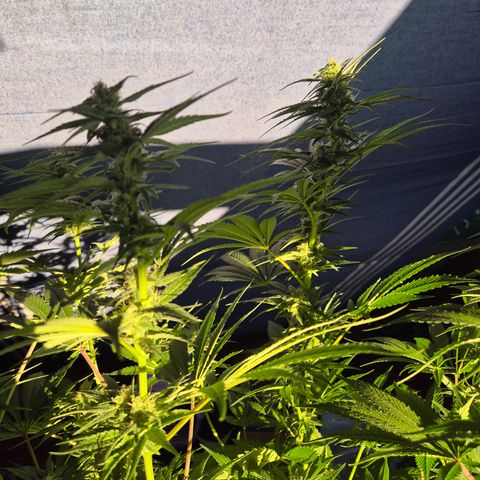 DieAnnas  #2 amnesia lemon/ungedämmter Dachboden growlog timeline photo