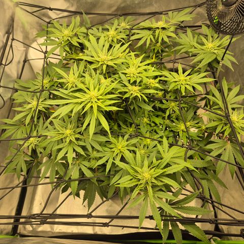 Mimosa evo Photo ♥️ Barney's Farm  growlog timeline photo