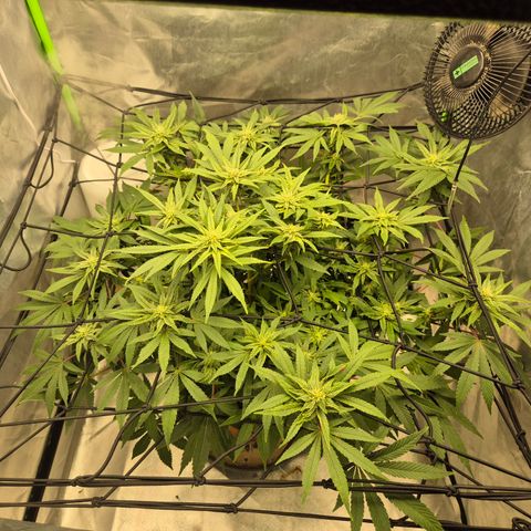 Mimosa evo Photo ♥️ Barney's Farm  growlog timeline photo