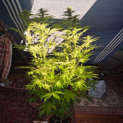DieAnnas  #2 amnesia lemon/ungedämmter Dachboden growlog timeline photo