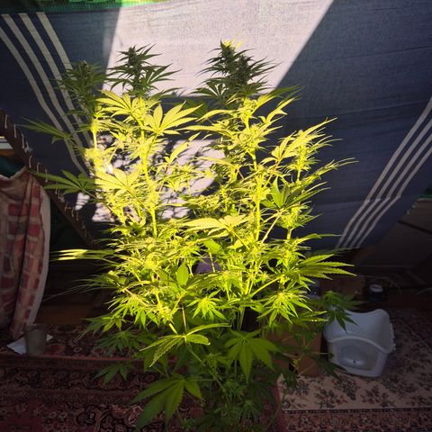 DieAnnas  #2 amnesia lemon/ungedämmter Dachboden growlog timeline photo