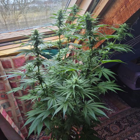 DieAnnas  #2 amnesia lemon/ungedämmter Dachboden growlog timeline photo