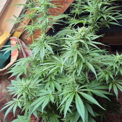 DieAnnas  #2 amnesia lemon/ungedämmter Dachboden growlog timeline photo