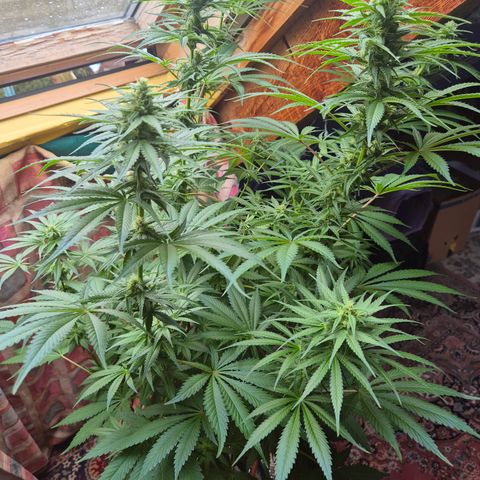 DieAnnas  #2 amnesia lemon/ungedämmter Dachboden growlog timeline photo