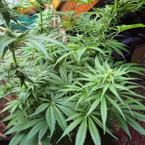 DieAnnas  #2 amnesia lemon/ungedämmter Dachboden growlog timeline photo