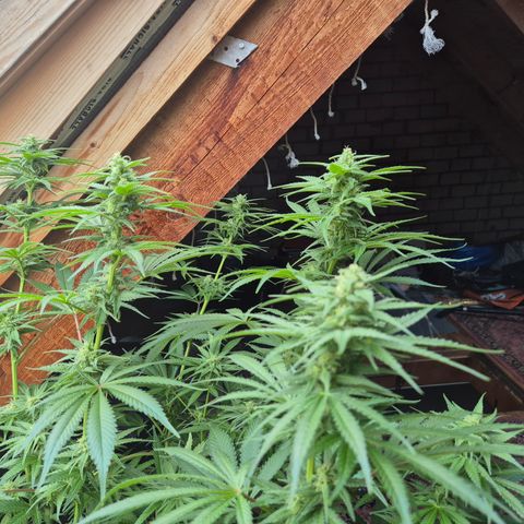 DieAnnas  #2 amnesia lemon/ungedämmter Dachboden growlog timeline photo
