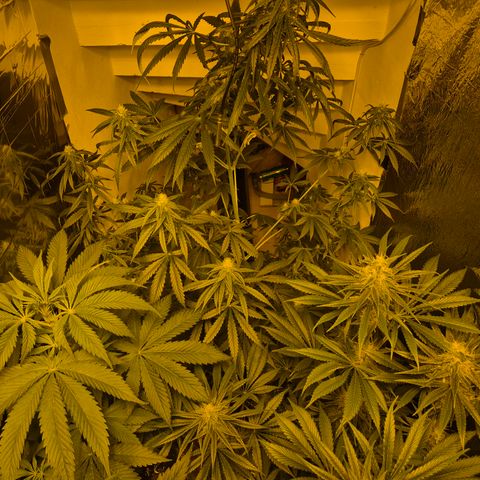 🌅Sherbi photo, blue sunset sherbert, Barneys farm  growlog timeline photo