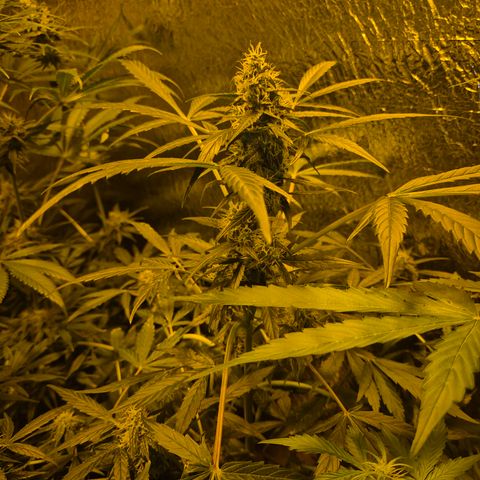 🌈 Zkittles auto🌈 growlog timeline photo