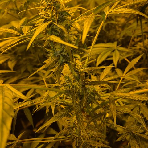 🌈 Zkittles auto🌈 growlog timeline photo