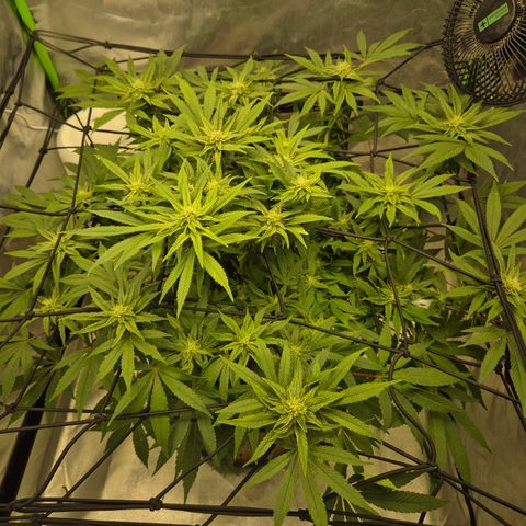 Mimosa evo Photo ♥️ Barney's Farm  growlog timeline photo