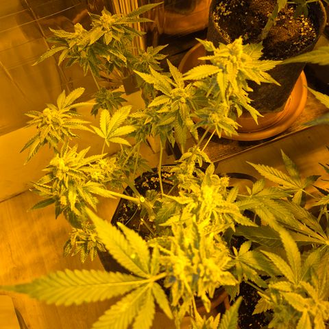 Kushi 😶‍🌫️(rest n. Teilernte/ critical kush, 9.1.24 🎁, Kümmerling) growlog timeline photo