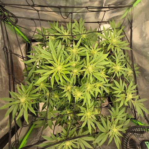 Mimosa evo Photo ♥️ Barney's Farm  growlog timeline photo
