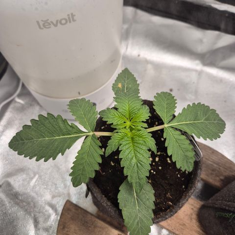 Apple crumble Ben growlog timeline photo