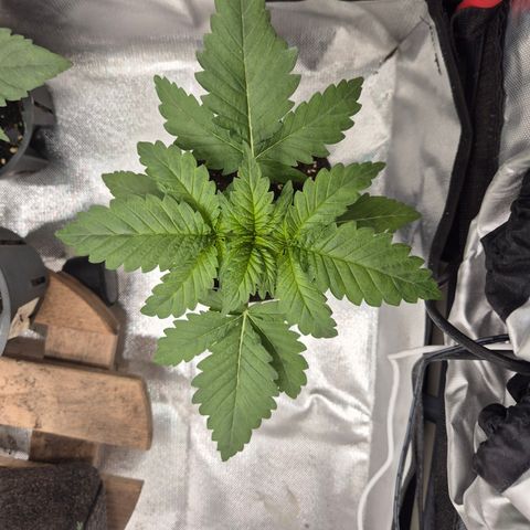 Black Domina 💃 growlog timeline photo