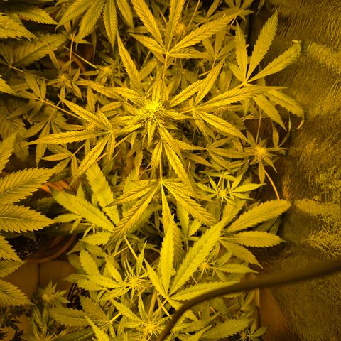 🌈 Zkittles auto🌈 growlog timeline photo