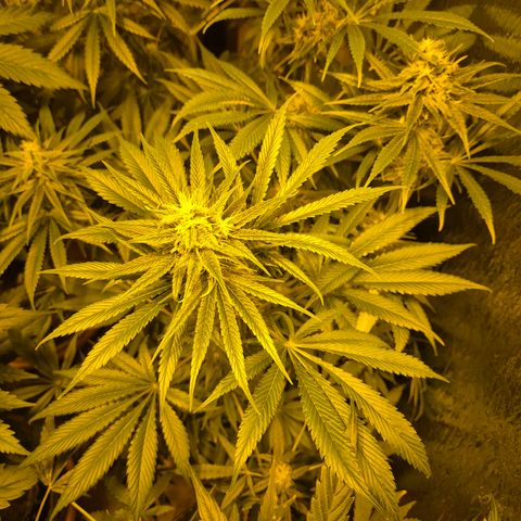 🍍Anna  #1 amnesia lemon  growlog timeline photo
