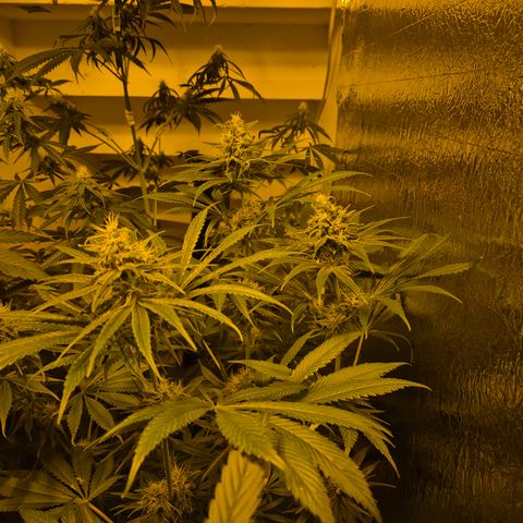 🍍Anna  #1 amnesia lemon  growlog timeline photo