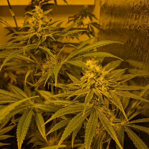 🍍Anna  #1 amnesia lemon  growlog timeline photo