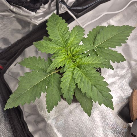 Black Domina 💃 growlog timeline photo
