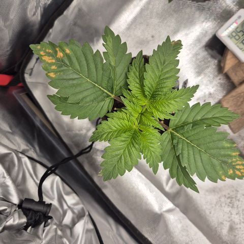 Moby Dick 1 growlog photo: Die einzige mit diesem Problem,  schauen wir mal, wird, wie immer 😇👌