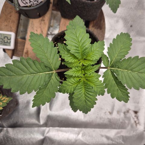 Moby 🍆  growlog timeline photo