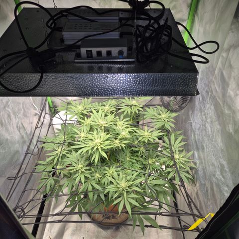 Mimosa evo Photo ♥️ Barney's Farm  growlog timeline photo