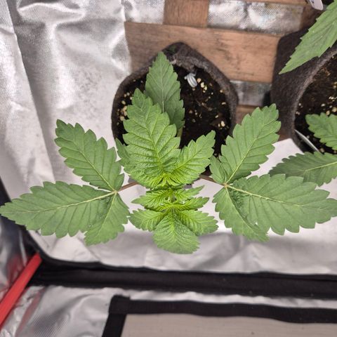 Moby 🍆  growlog timeline photo