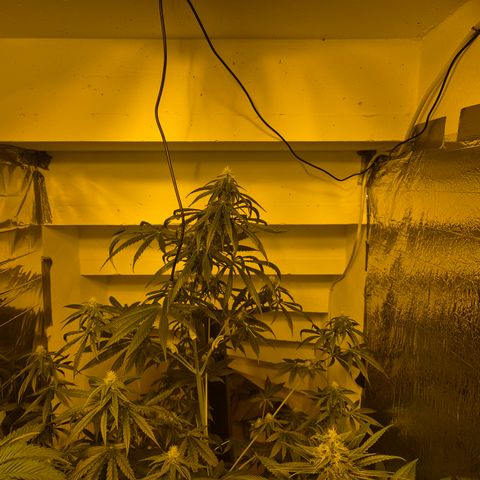 🌅Sherbi photo, blue sunset sherbert, Barneys farm  growlog timeline photo