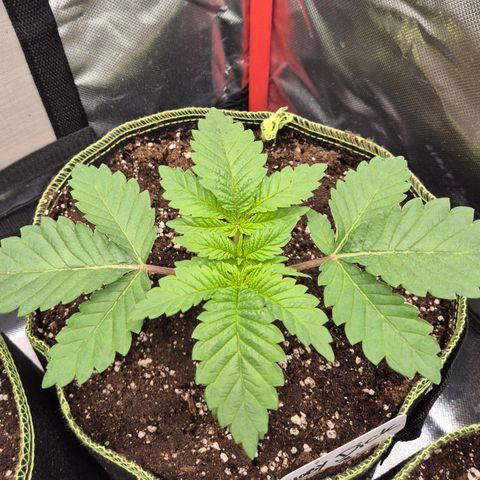 Moby 🍆  growlog photo: 😃
