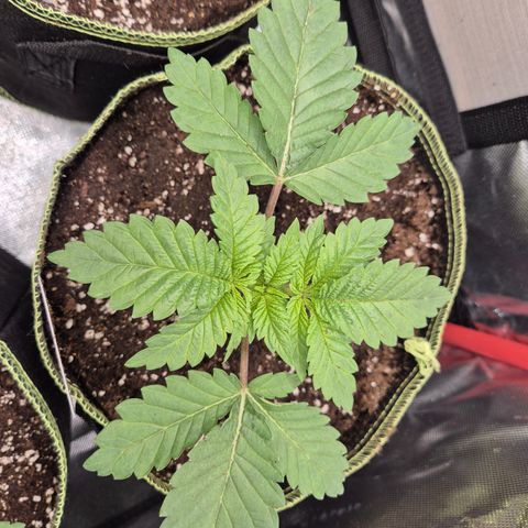 Moby 🍆  growlog photo: 😃