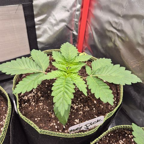 Moby 🍆  growlog timeline photo