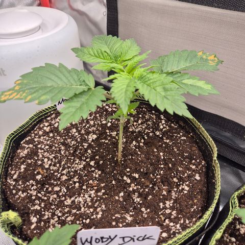 Moby Dick 1 growlog photo: Der Schaden ist behoben 