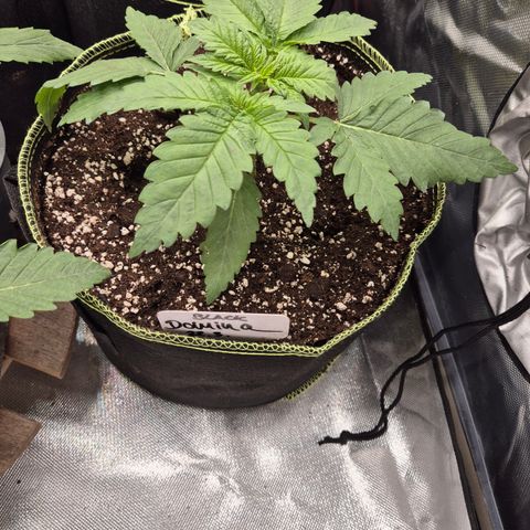 Black Domina 💃 growlog timeline photo