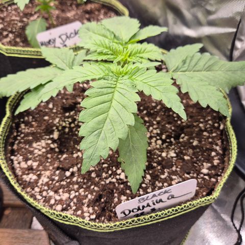 Black Domina 💃 growlog timeline photo