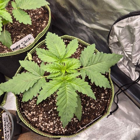 Black Domina 💃 growlog timeline photo