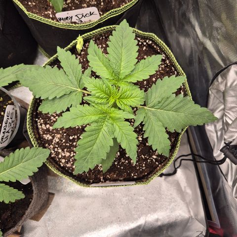 Black Domina 💃 growlog timeline photo