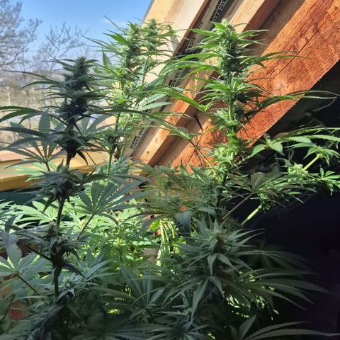 DieAnnas  #2 amnesia lemon/ungedämmter Dachboden growlog timeline photo