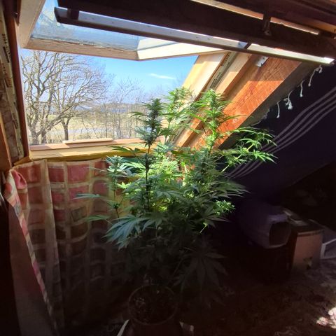 DieAnnas  #2 amnesia lemon/ungedämmter Dachboden growlog timeline photo