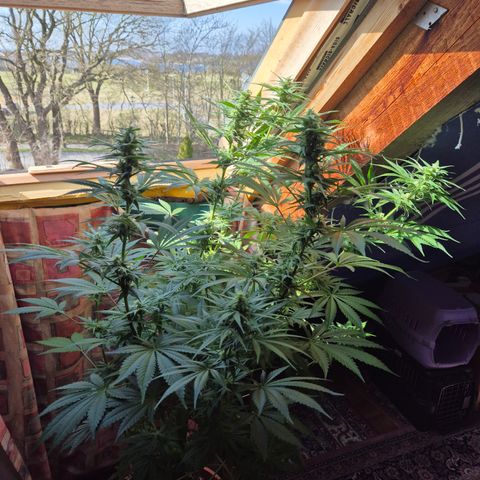 DieAnnas  #2 amnesia lemon/ungedämmter Dachboden growlog timeline photo