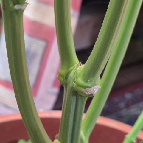 DieAnnas  #2 amnesia lemon/ungedämmter Dachboden growlog timeline photo