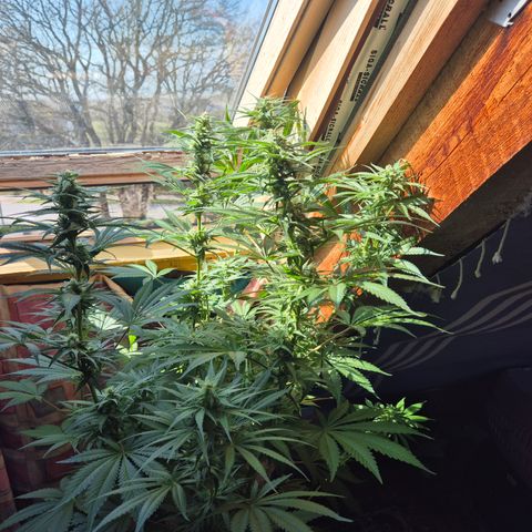 DieAnnas  #2 amnesia lemon/ungedämmter Dachboden growlog timeline photo