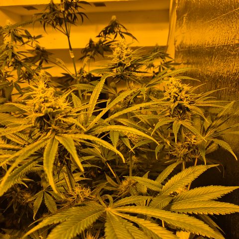 🍍Anna  #1 amnesia lemon  growlog timeline photo