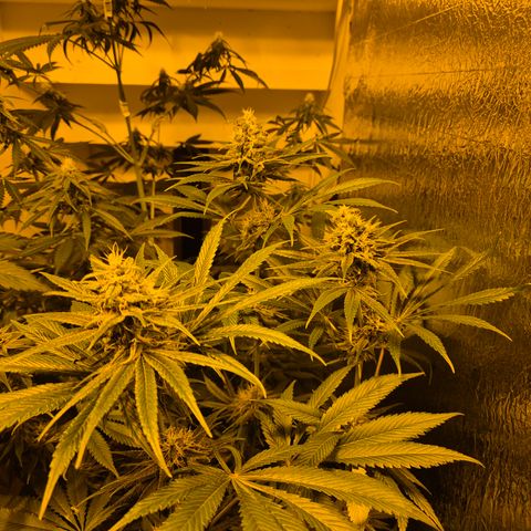 🍍Anna  #1 amnesia lemon  growlog timeline photo