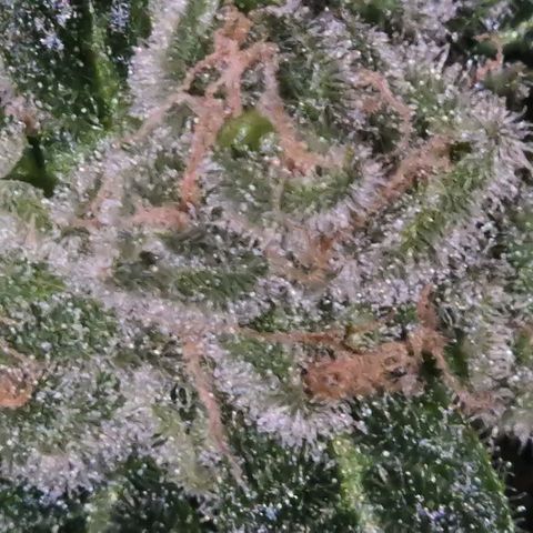 Kushi 😶‍🌫️(rest n. Teilernte/ critical kush, 9.1.24 🎁, Kümmerling) growlog timeline photo