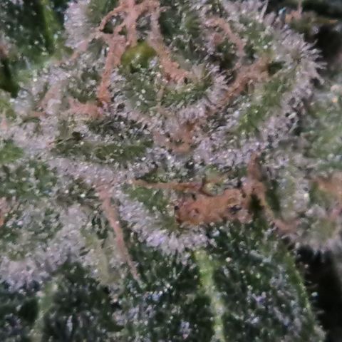 Kushi 😶‍🌫️(rest n. Teilernte/ critical kush, 9.1.24 🎁, Kümmerling) growlog timeline photo